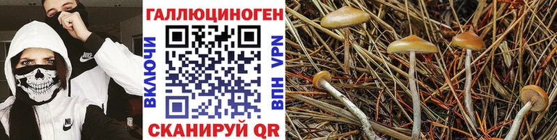 Псилоцибиновые грибы GOLDEN TEACHER  Теберда 